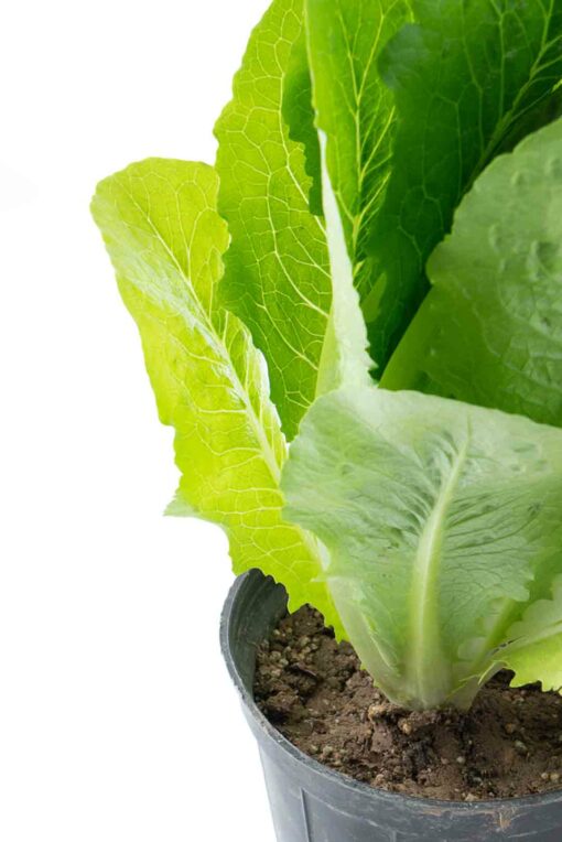 گلدان کاهو سبز رسمی