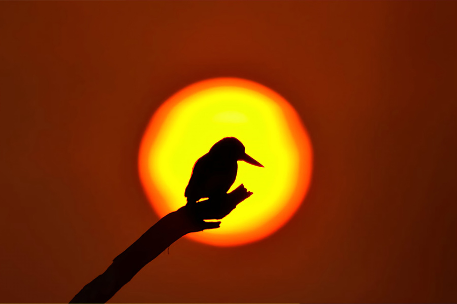ایده-عکاسی-ضد-نور